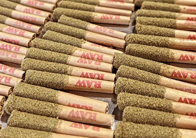 Tray of finished kief-coated pre-rolls ready for packaging